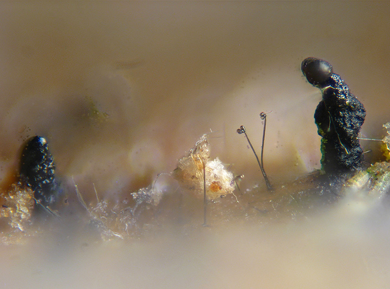 Trichia + Licea?